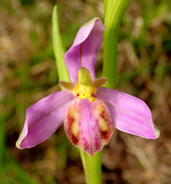 Ophrys apifera var. tilaventina